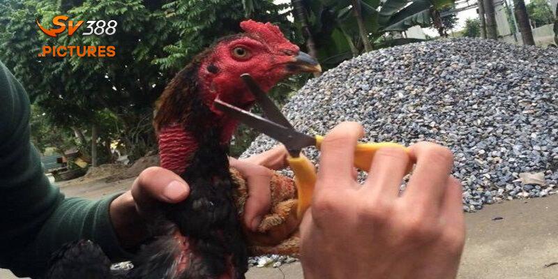 Bạn cần một số dụng cụ cơ bản để cắt tai tích cho gà chọi