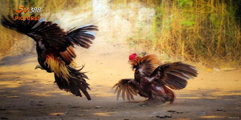 Bạn cần nắm vững một số luật cơ bản đá gà CPC là gì