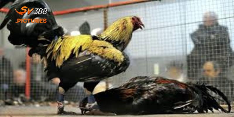 Các giống gà đá cựa sắt luôn là sự lựa chọn yêu thích