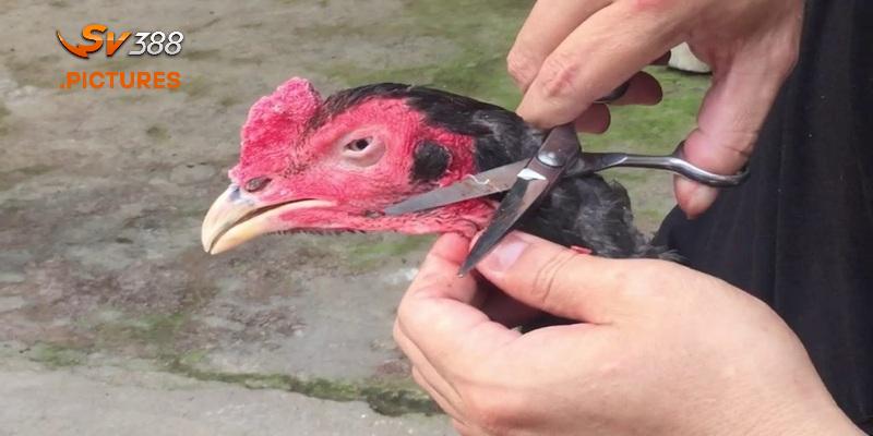cắt tai tích cho gà chọi