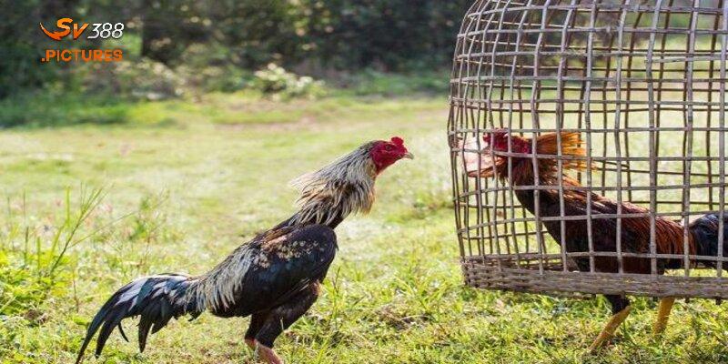 Gà chạy kiệu được phân thành nhiều loại hình chiến đấu khác nhau