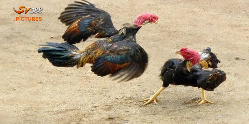Gà chạy kiệu là một chiến thuật đá độc đáo