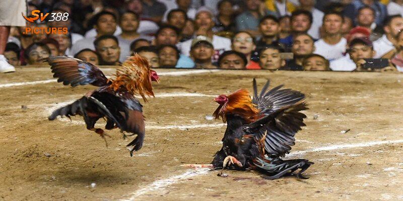 Kinh nghiệm chơi đá gà cựa dao Philippines
