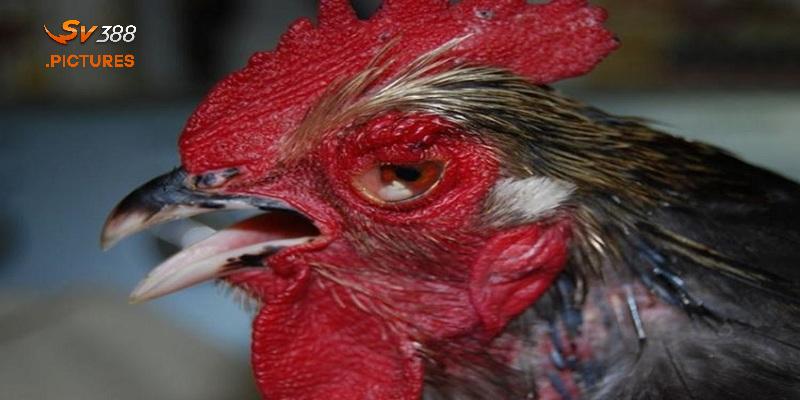 Mắt gà chọi lì có nhiều kiểu đa dạng