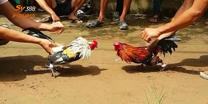 Những thuật ngữ đá gà thomo là kiến thức cốt lõi