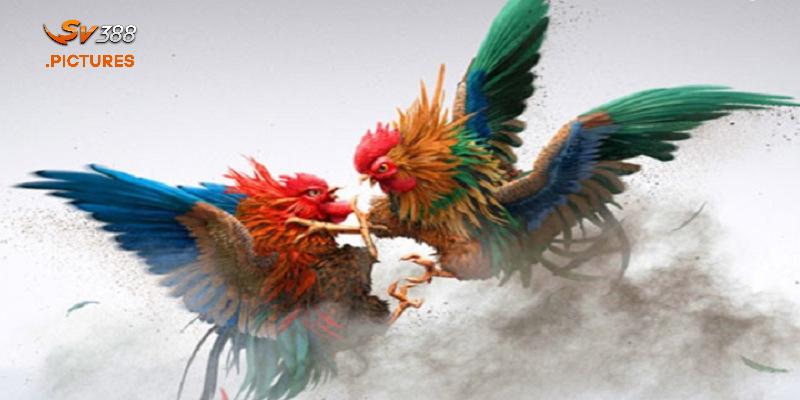 Tìm hiểu về đá gà CPC là gì
