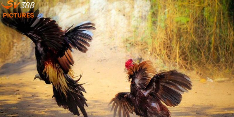 Các loại hình đá gà SV388 phổ biến