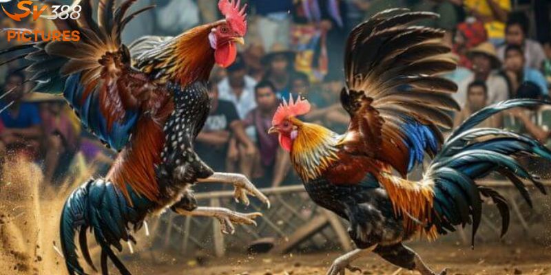Mẹo để chơi Đá Gà SV388 luôn thắng