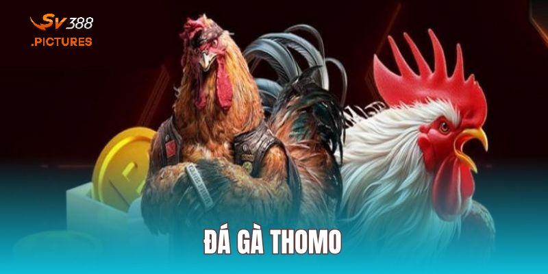 thuật ngữ đá gà Thomo